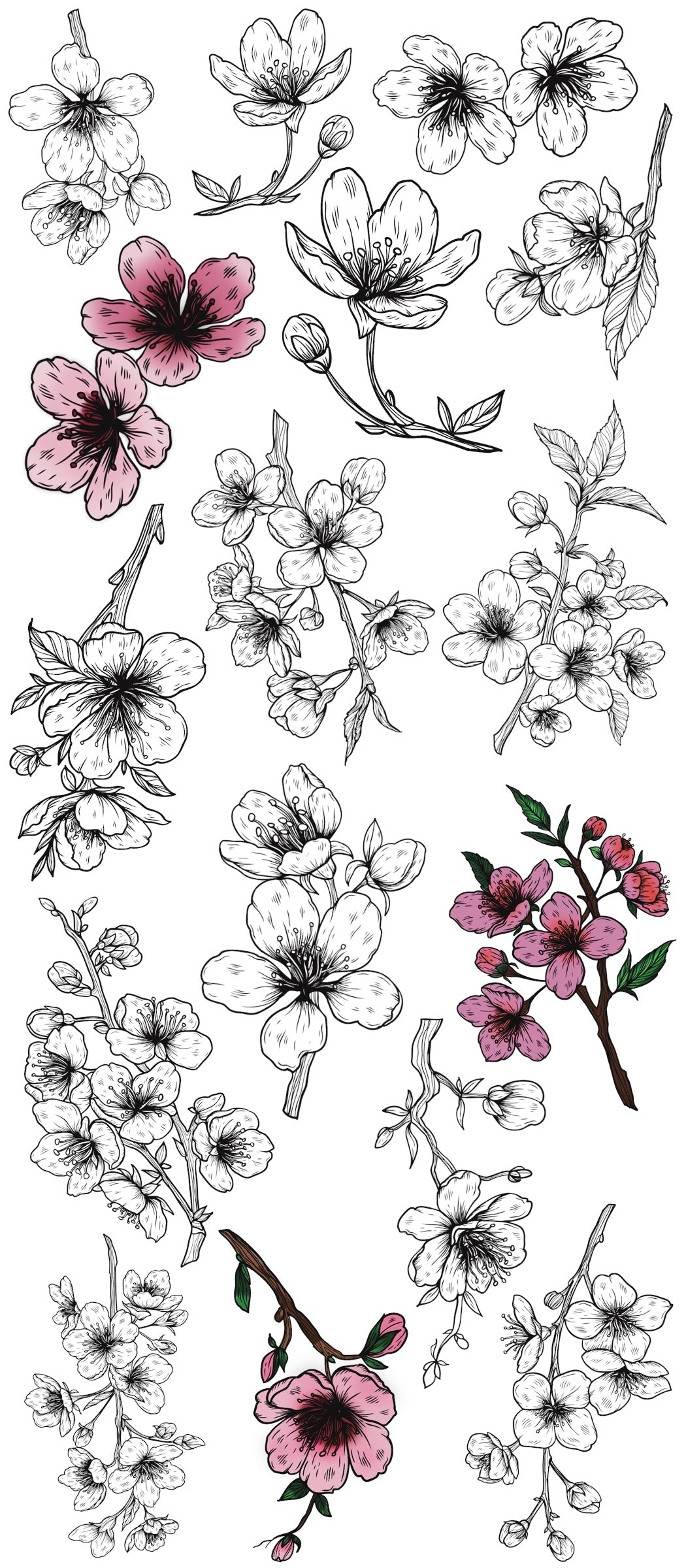 Cherry Blossom outline