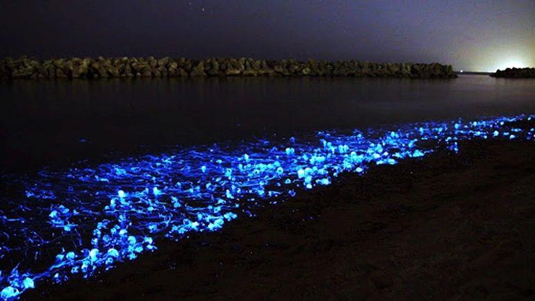 Blue Firefly