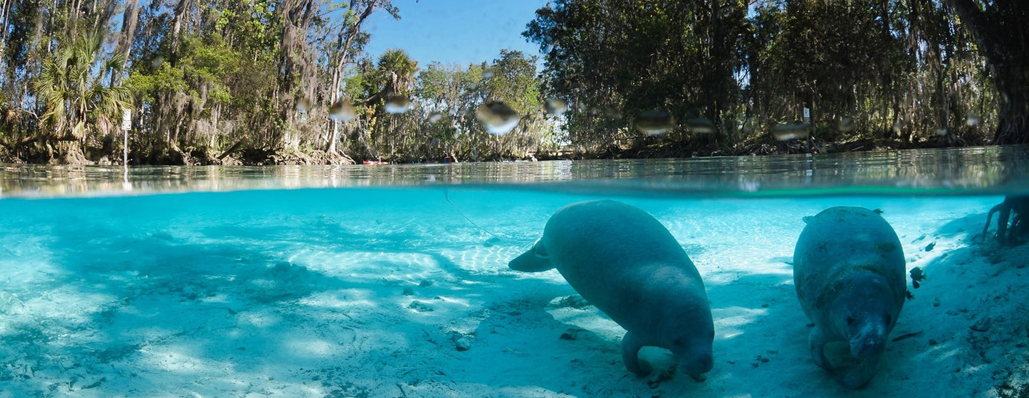 Crystal River