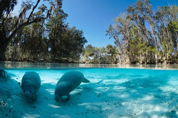 Crystal River