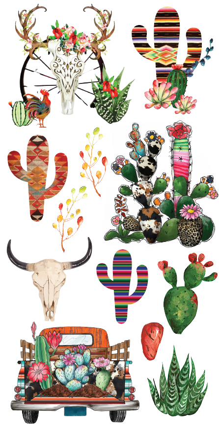 Toshia’s Cacti